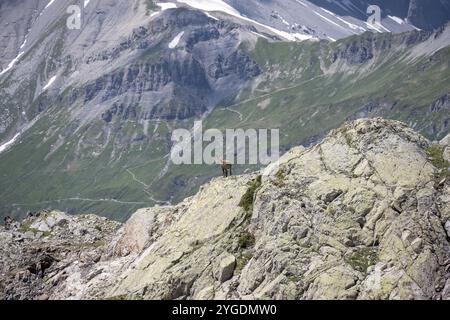 Alpensteinbock (Capra Steinbock), auf einem Felsen, Aiguille Rouges, Chamonix, Frankreich, Europa Stockfoto