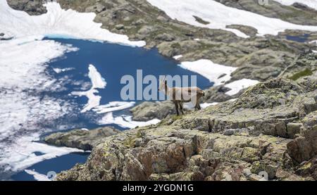 Alpensteinbock (Capra Steinbock), auf einem Felsen, hinter Lac Cornu, Aiguille Rouges, Chamonix, Frankreich, Europa Stockfoto