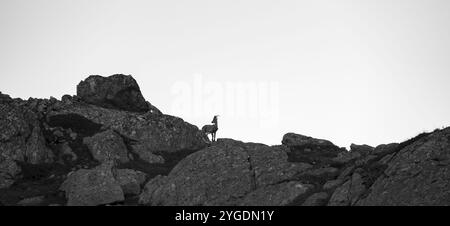 Alpensteinbock (Capra Steinbock), auf Felsen, Silhouette, Schwarzweißfoto, Aiguille Rouges, Chamonix, Frankreich, Europa Stockfoto