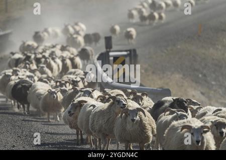 Schafe (Ovis aries) auf einem Schotterweg, bedeckt mit einer Wolke aus Staub, Schaftrieb oder Rettir, in der Nähe von Laugarbakki, Nordisland, Island, Europa Stockfoto