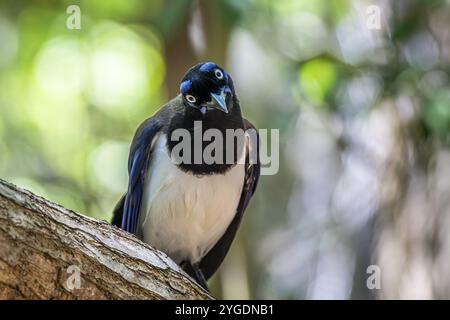 jay mit schwarzem Oberkörper (Cyanocorax affinis), Aviario Nacional de Colombia, Via Baru, Provinz Cartagena, Bolivar, Kolumbien, Südamerika Stockfoto