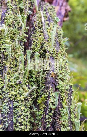 Nahaufnahme bei Trompetenflechte (Cladonia fimbriata), die auf einem Baumstumpf wächst, Schweden, Europa Stockfoto