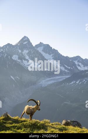 Alpensteinbock (Capra Steinbock), erwachsener Rüde, vor einer Berglandschaft im Morgenlicht, hinter dem Berggipfel Aiguille d'Argentiere des Mont BL Stockfoto