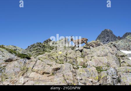 Alpensteinbock (Capra Steinbock), auf einem Felsen, Aiguille Rouges, Chamonix, Frankreich, Europa Stockfoto