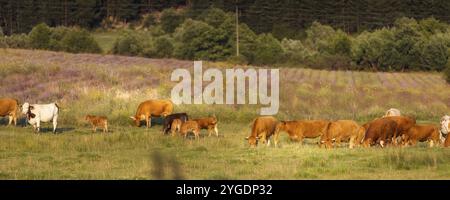 Kuhherde auf Bannerhintergrund auf dem grünen Sommerfeld, Bäume dahinter Stockfoto