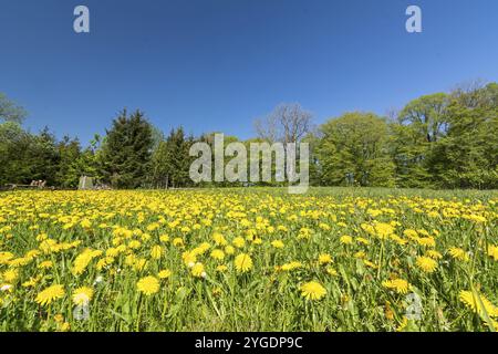 Idyllische Blumenwiese mit Löwenzahn und Gänseblümchen am Waldrand Stockfoto