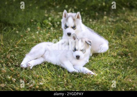 Zwei kleine Husky-Welpen mit blauen Augen, die auf dem Gras posieren Stockfoto