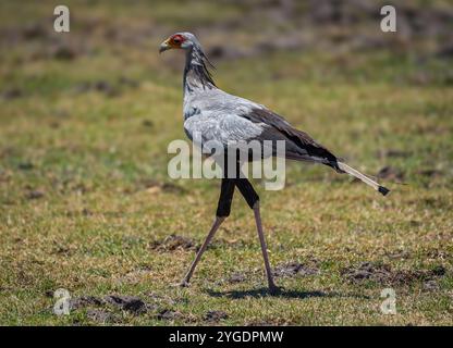 Sekretär-Vogel Sagittarius serpentarius am Ufer des Okavango-Flusses, Namibia Stockfoto