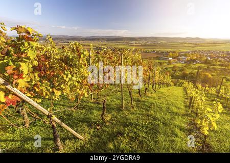 Landschaftlich schöner Weinberg in wunderschöner Herbstlandschaft in Süddeutschland bei Sonnenuntergang Stockfoto