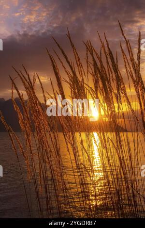 Ruhiger Sonnenuntergang am Genfersee, Schweiz mit Schilfblumen, glühender Sonne über den Bergen Stockfoto