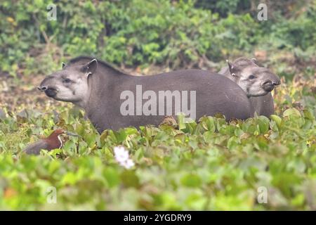 Flachlandtapir (Tapirus terrestris), zwei Tiere in Wasserhyazinthen (Pontederia subg. Eichhornia), Pantanal, Inland, Feuchtgebiet, UNESCO Biosphärenreservat Stockfoto