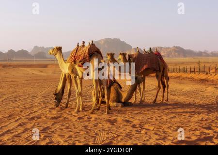 Jordanien, Kamelkarawane ruht in der majestätischen Wadi Rum Wüste, Landschaft mit Sandstein Bergfelsen bei Sonnenuntergang, Asien Stockfoto