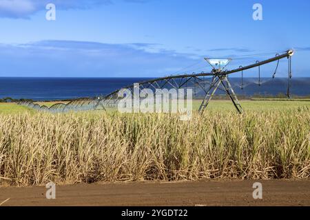 Zuckerrohr (Saccharum officinarum), Feld, Bewässerung, Indischer Ozean, Insel, Mauritius, Afrika Stockfoto