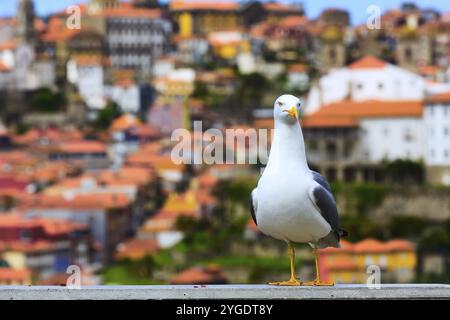 Möwe und Porto, Portugal Altstadt Luftbild mit bunten Häusern Stockfoto