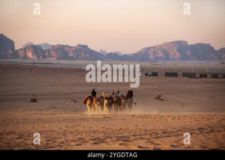 Jordanien, Wadi Rum, 2. November 2022: Kamelkarawane mit Schurken in der Wüste, Felsenberge bei Sonnenuntergang, Asien Stockfoto