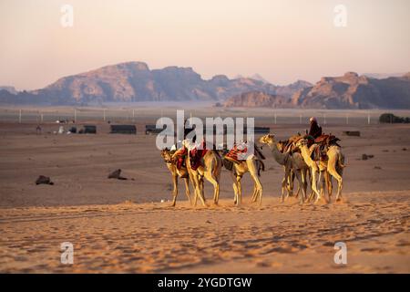 Jordanien, Wadi Rum, 2. November 2022: Kamelkarawane mit Schurken in der Wüste, Felsenberge bei Sonnenuntergang, Asien Stockfoto