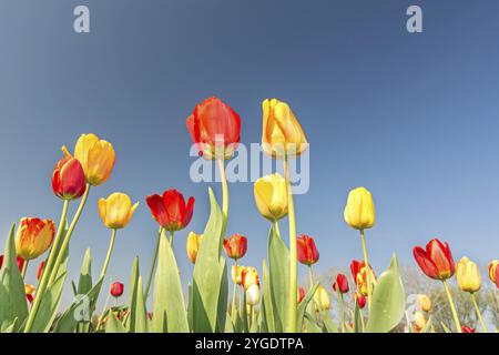 Bunte Tulpen unter blauem Himmel im Frühling Stockfoto