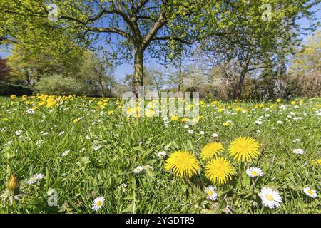 Idyllische Blumenwiese mit Löwenzahn und Gänseblümchen im Frühling Stockfoto