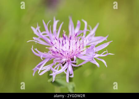 Nahaufnahme einer schönen violetten Wildblume (Knackkraut) auf Grün Wiese im Frühling Stockfoto