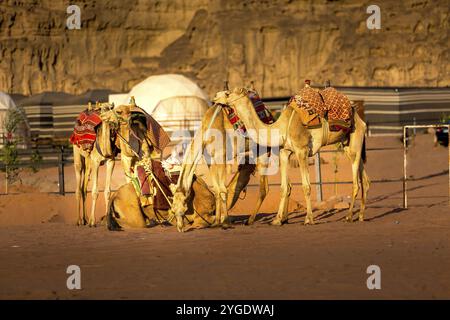 Jordanien, Kamelkarawane ruht in der majestätischen Wadi Rum Wüste, Tal des Mondes. Landschaft mit Sandstein Bergfelsen, Asien Stockfoto