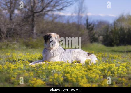 Großer Hund liegt in der Nähe von gelben Blumen, Frühling Stockfoto