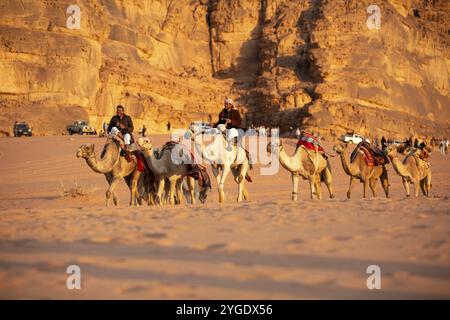 Jordanien, Wadi Rum, 2. November 2022: Kamelkarawane mit Schurken in der Wüste, Felsenberge bei Sonnenuntergang, Asien Stockfoto