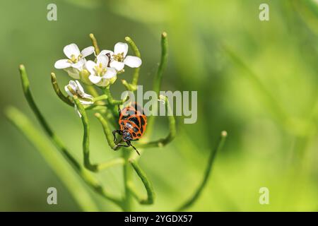 Nahaufnahme eines Feuerbugs (Pyrrhocoris apterus), der auf einer Blume im Wald sitzt Stockfoto