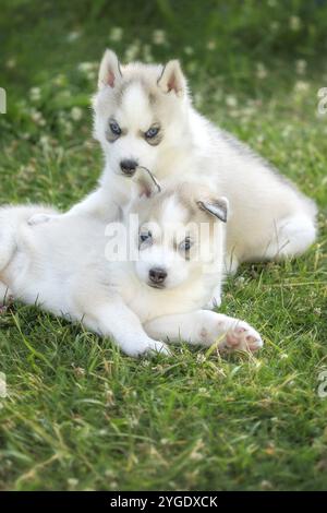 Zwei kleine Husky-Welpen mit blauen Augen, die auf dem Gras posieren Stockfoto