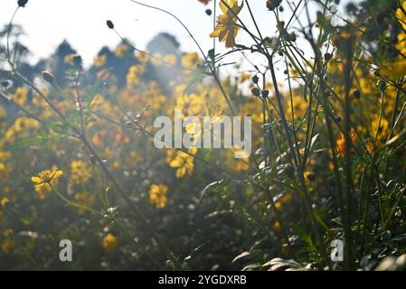 Am Herbstnachmittag blühen Gruppen von Cosmos Sulphureus-Blüten gegen Sonnenlicht Stockfoto
