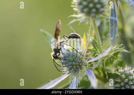 Isodontia mexicana (Isodontia mexicana) auf der Suche nach Nektar auf flachem Manstroh (Eryngium planum), Westend-Sued, Frankfurt am Main, Hessen, Deutschland Stockfoto