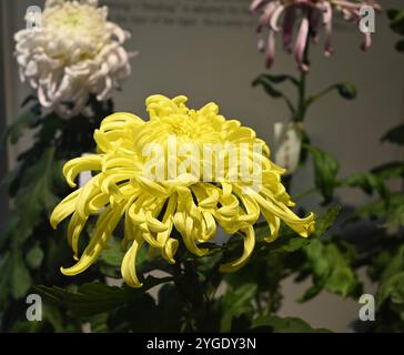 Gelbe Chrysanthemenblüten im Garten im Herbst Stockfoto
