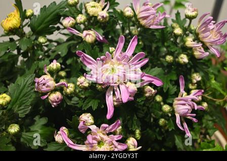 Gruppen von rosa Chrysanthemen, die am Herbsttag im Garten blühen Stockfoto