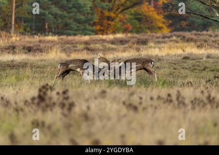 Damhirsch (Dama dama), kämpfend während der Geröll auf einer Rodung, Ruesselsheim am Main, Hessen, Deutschland, Europa Stockfoto