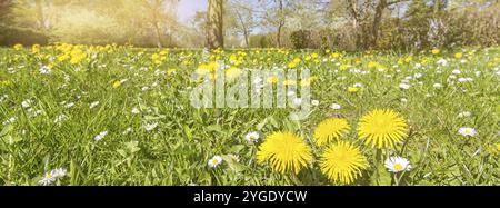 Idyllische Blumenwiese mit Löwenzahn und Gänseblümchen im Frühling Stockfoto