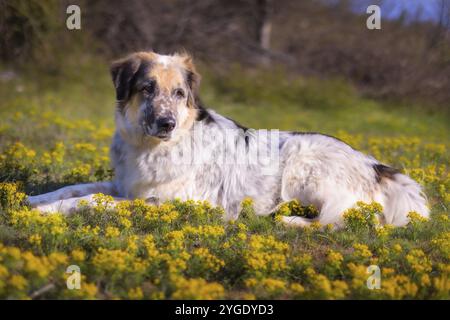 Großer Hund liegt in der Nähe von gelben Blumen, Frühling Stockfoto