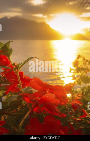 Panoramablick bei Sonnenuntergang auf den Genfer See, Leman Schweiz mit roten bunten Blumen von der Montreux Promenade Stockfoto
