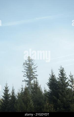 Hoch aufragende Tanne (Abies) mit Mistel (Viscum Album) unter blauem Himmel, hinter einem Nebelschleier, Nicklheim, Bayern, Deutschland, Europa Stockfoto