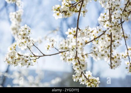 Nahaufnahme der schönen weißen Blüte auf einem Baum Zweig im Frühjahr Stockfoto