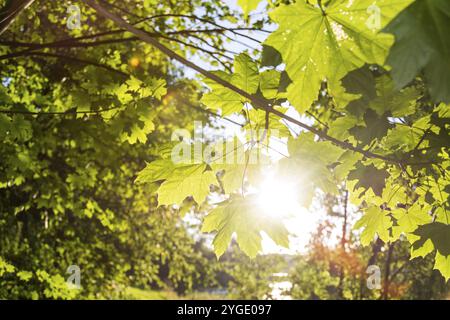 Sonnenstrahl, der durch grüne Ahornblätter leuchtet Stockfoto