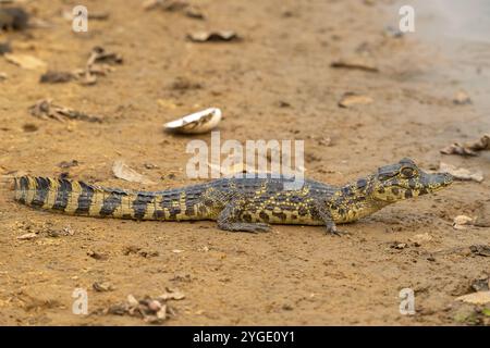 Caiman (Caimaninae), Krokodil (Alligatoridae), Krokodil (Crocodylia), Jungtiere, Pantanal, Binnenland, Feuchtgebiet, UNESCO-Biosphärenreservat, Weltkulturerbe Stockfoto