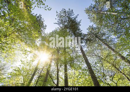 Schöne Sonnenstrahlen, die durch grüne Baumkronen im Wald leuchten Stockfoto