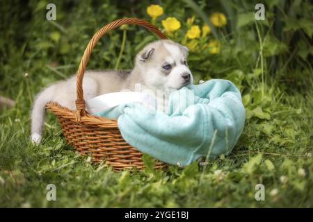 Süße Siberian Husky Welpen mit blauen Augen in den Korb Stockfoto