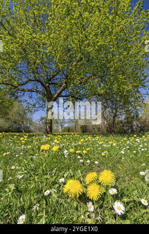 Blumenwiese mit Löwenzahn und Gänseblümchen vor grünem Baum im Frühjahr Stockfoto