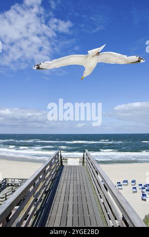 Hölzerne Fußbrücke und große Möwe am Strand auf der Insel Sylt, Deutschland, Europa Stockfoto