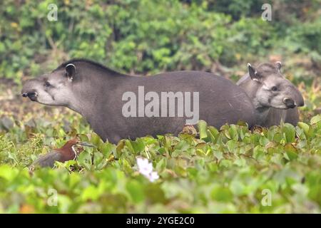 Flachlandtapir (Tapirus terrestris), zwei Tiere in Wasserhyazinthen (Pontederia subg. Eichhornia), Pantanal, Inland, Feuchtgebiet, UNESCO Biosphärenreservat Stockfoto