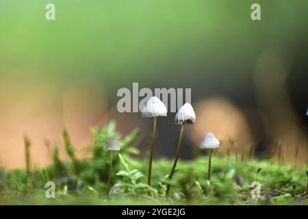 Nahaufnahme einer Gruppe winziger Pilze, die in Moos auf einem Baumstumpf wachsen, Nationalpark Hunsrueck-Hochwald, Rheinland-Pfalz, Deutschland, Europa Stockfoto