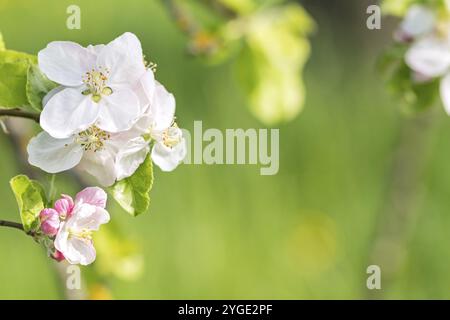 Schöne weiße und lila Apfelblüten vor grünem Frühlingshintergrund Stockfoto