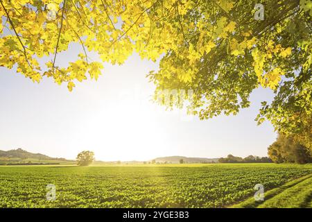 Wunderschöne goldene Herbstlandschaft mit Ahornblättern und grünen Feldern Stockfoto