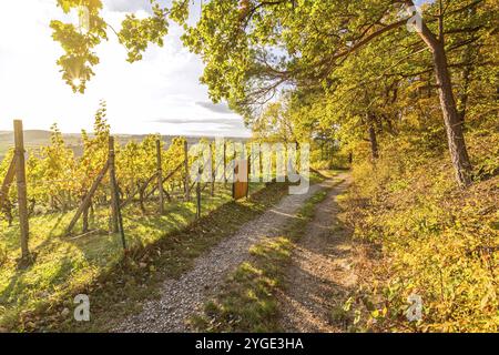 Wanderweg durch einen Weinberg in der bunten Herbstlandschaft Süddeutschlands Stockfoto