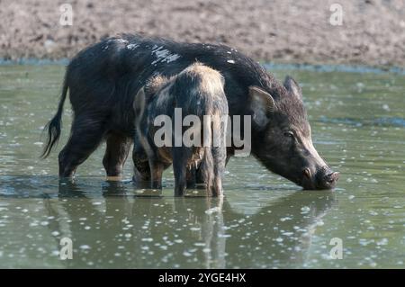 Ein einsamer Wildschwein und eine Sau stehen zusammen in einem schrumpfenden Outback-Wasserloch und trinken sich satt, bevor es unter einem baumschattigen Baldachin zum Camp geht. Stockfoto